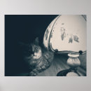 Recherche de de chat noir photographie Chats