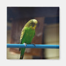 Suche nach parakeet magnete Vogelvogel