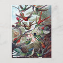 Recherche de colibris mignons cartes postales Oiseaux