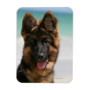 Recherche de deutscher magnets Schaferhund de deutscher