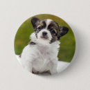 Recherche de chiot de chiwawa badges Chien