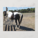Recherche de cheval pinto cartes postales Peinture