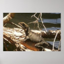 Suche nach herpes poster Drachen