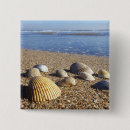 Recherche de coquillage badges Côte