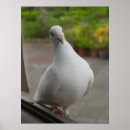 Recherche de pigeons posters Blanc