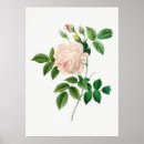 Suche nach hellrosa rose poster Botanisch