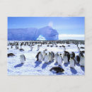 Suche nach antarktische halbinsel poster Kaiserpinguin