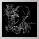 Suche nach pelvis poster Anatomie