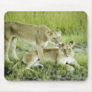 Suche nach löwe afrika mousepads Wild lebende tiere