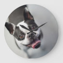 Recherche de bouledogues horloges Drôle