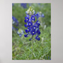 Suche nach texas bluebonnet poster Texas staat blume