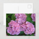 Recherche de hortensia cartes postales Rose