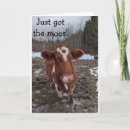 Suche nach lustiger stier postkarten Bauernhof