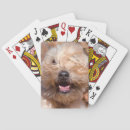 Suche nach alarmieren Hund