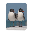 Recherche de mouette magnets Oiseaux