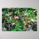 Suche nach weißwedelhirsch poster Natur