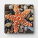Recherche de poissons plaques Nautique