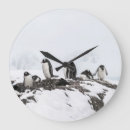 Suche nach gentoo pinguin poster Familie