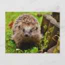 Recherche de hérissons cartes postales Nature