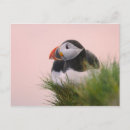 Recherche de arctica Oiseau