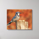 Recherche de geai posters Observation d'oiseaux