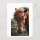 Suche nach horses postkarten Fotografie