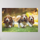 Suche nach jagdhund poster Welpe