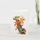 Suche nach singvogel karten Kichererbse