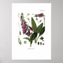 Suche nach digitalis poster Foxglove