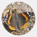 Recherche de amiral autocollants Insecte