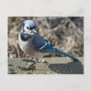 Recherche de geai cartes postales Faune