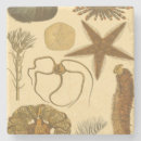 Suche nach älg untersetzer Anemone