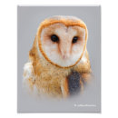 Recherche de yeux de hibou posters Faune