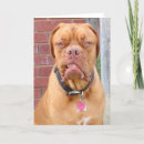 Suche nach französischer mastiff karten Dogue de bordeaux