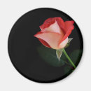 Suche nach englischer garten magnete Rose