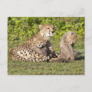 Suche nach mutter afrika poster Ich