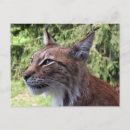 Suche nach luchs postkarten Tier