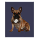 Suche nach bulldoggen poster Frenchie