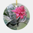 Recherche de bromeliad Rose