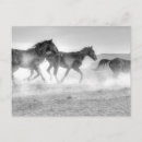 Recherche de champ de courses cartes postales Chevaux