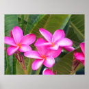 Suche nach rosa blume poster Tropisch