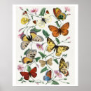 Recherche de papillons vintage posters Bogues