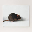 Recherche de rat puzzles Mignon
