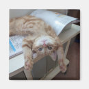 Recherche de aux yeux bleus magnets Photographie