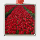 Recherche de champ ornements Champ de fleurs