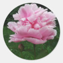 Recherche de poney rose autocollants Rond