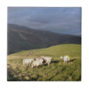 Suche nach schmutzig fliesen Wald