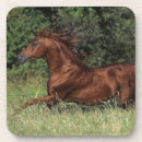 Suche nach stallions untersetzer Foto