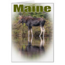 Recherche de orignaux taureau cartes postales Animaux