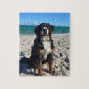 Suche nach bern puzzle Berner sennenhund